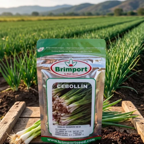 Semillas de cebollín Brimport para cultivo agrícola en Agroaguacates, Guatire